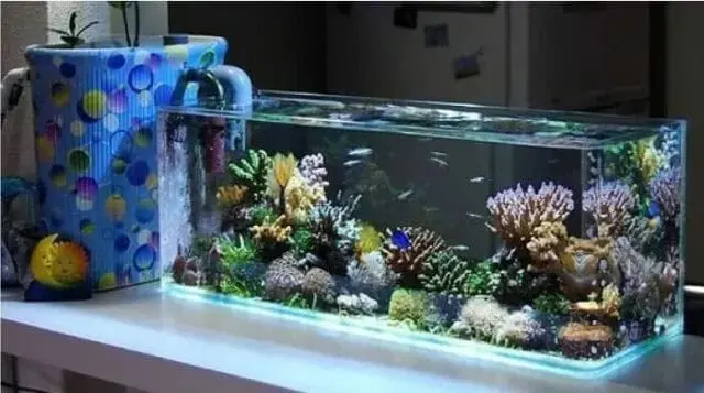 Murah Meriah, Ini Inspirasi Hiasan Aquarium Cantik dan Modern! Murah Meriah, Ini Inspirasi Hiasan Aquarium Cantik dan Modern!
