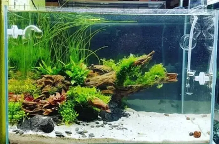 Murah Meriah, Ini Inspirasi Hiasan Aquarium Cantik dan Modern! Murah Meriah, Ini Inspirasi Hiasan Aquarium Cantik dan Modern!