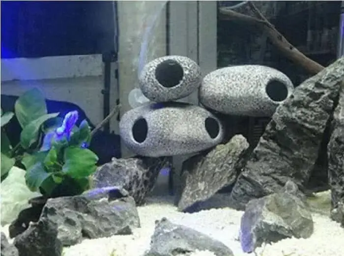 Murah Meriah, Ini Inspirasi Hiasan Aquarium Cantik dan Modern! Murah Meriah, Ini Inspirasi Hiasan Aquarium Cantik dan Modern!
