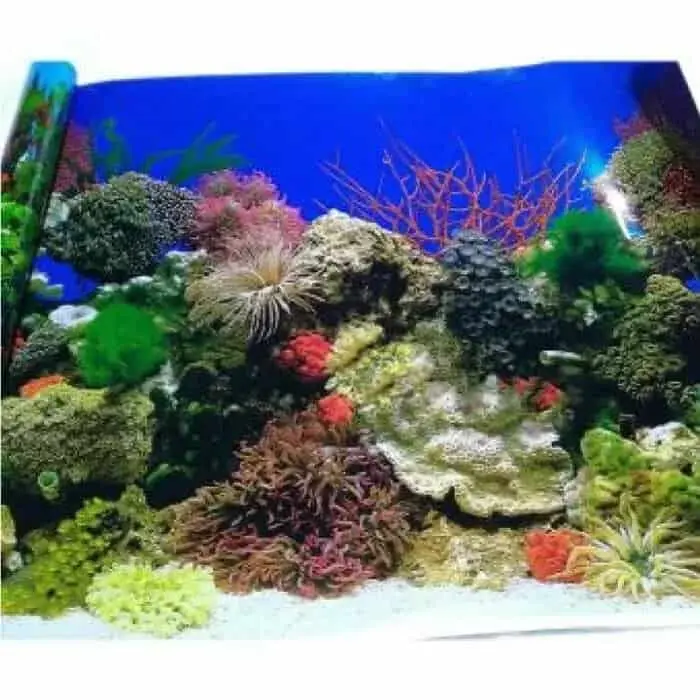 Murah Meriah, Ini Inspirasi Hiasan Aquarium Cantik dan Modern! Murah Meriah, Ini Inspirasi Hiasan Aquarium Cantik dan Modern!