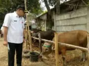 Pastikan Kelayakan Hewan Kurban, Zaki Tinjau Lapak Penjual