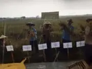 Kelompok Tani Sindang Jaya Berhasil Panen Raya Di Musim Kemarau Kelompok Tani Sindang Jaya Berhasil Panen Raya Di Musim Kemarau