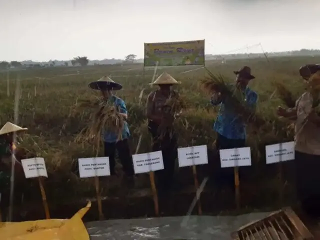 Kelompok Tani Sindang Jaya Berhasil Panen Raya Di Musim Kemarau Kelompok Tani Sindang Jaya Berhasil Panen Raya Di Musim Kemarau