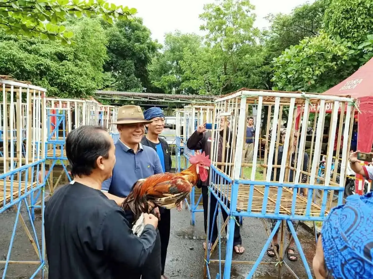 Kontes Ayam Pelung Turut Meriahkan HUT Kabupaten Tangerang Ke 76 Tahun