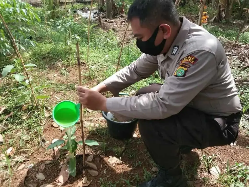 Tanam Puluhan Pohon, Kapolsek Ajak Masyarakat Hijaukan Lingkungan Tanam Puluhan Pohon, Kapolsek Ajak Masyarakat Hijaukan Lingkungan