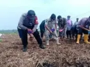 Kapolsek Kronjo Pimpin Penanaman Benih Jagung di Eks Lahan Tidur di Desa Gandaria