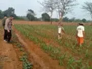 Kapolsek Rajeg Pimpin Penyemprotan Hama Jagung