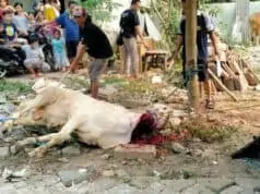 Yayasan Insan Nul Karim Tangerang Gelar Penyembelihan Hewan Kurban Yayasan Insan Nul Karim Tangerang Gelar Penyembelihan Hewan Kurban