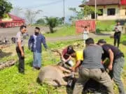 Sambut Idul Adha 1441 H, SPN Polda Banten Laksanakan Penyembelihan Hewan Kurban
