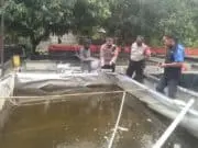Program Ketahanan Pangan, Kapolsek Rajeg Tebar 3000 Benih Ikan Lele