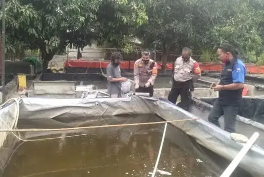 Program Ketahanan Pangan, Kapolsek Rajeg Tebar 3000 Benih Ikan Lele Program Ketahanan Pangan, Kapolsek Rajeg Tebar 3000 Benih Ikan Lele