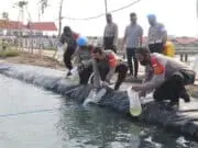 Kuatkan Ketahanan Pangan, Kapolresta Tangerang Tebar Puluhan Ribu Benih Udang