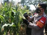 Program Ketahanan Pangan, Kapolresta Tangerang Panen 2000 Meter Jagung Manis