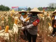 Kapolresta Tangerang Bersama Forkopimda Panen Raya Jagung Hibrida dan Ikan Lele Kapolresta Tangerang Bersama Forkopimda Panen Raya Jagung Hibrida dan Ikan Lele