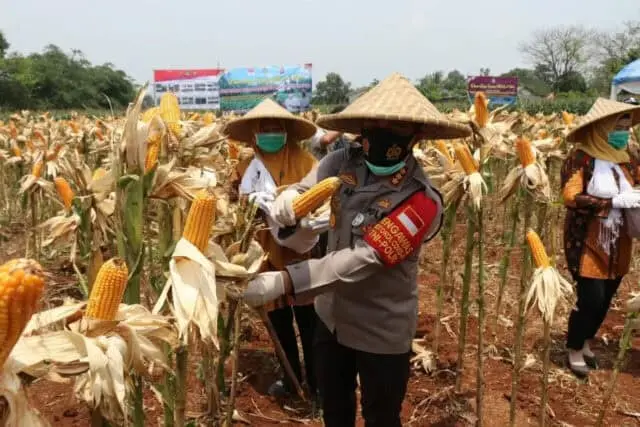 Kapolresta Tangerang Bersama Forkopimda Panen Raya Jagung Hibrida dan Ikan Lele Kapolresta Tangerang Bersama Forkopimda Panen Raya Jagung Hibrida dan Ikan Lele