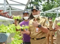 Bupati Tangerang Tinjau Lahan Pertanian Hidroponik Di Tigaraksa Bupati Tangerang Tinjau Lahan Pertanian Hidroponik Di Tigaraksa
