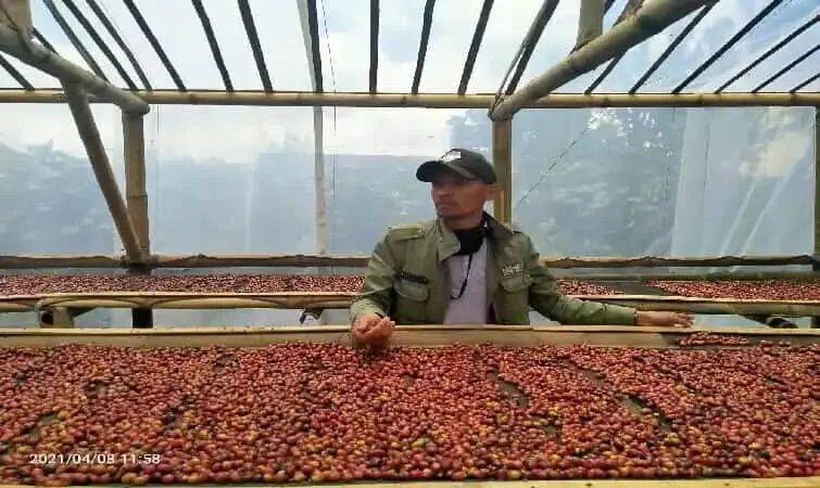 Harum Aroma Kedai Kopi SAPoci Murni Dari Perkebunan Harum Aroma Kedai Kopi SAPoci Murni Dari Perkebunan