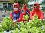 Dukung Ketahanan Pangan di Masa Pandemi, Persit KCK Koorcab Rem 071 Panen Sayur Hidroponik Dukung Ketahanan Pangan di Masa Pandemi, Persit KCK Koorcab Rem 071 Panen Sayur Hidroponik
