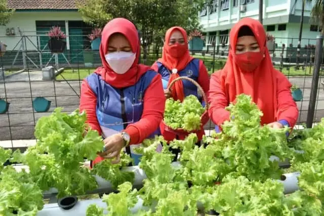 Dukung Ketahanan Pangan di Masa Pandemi, Persit KCK Koorcab Rem 071 Panen Sayur Hidroponik Dukung Ketahanan Pangan di Masa Pandemi, Persit KCK Koorcab Rem 071 Panen Sayur Hidroponik