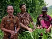 Kualitas Porang Bagus, Kabupaten Purworejo Akan Dijadikan Sentranya Porang Jawa Tengah