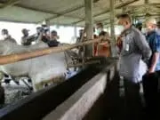 Bupati Launching Vaksin PMK di Kelompok Tani Ternak Sri Rejeki Desa Kalimati Pituruh