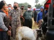 Purworejo Akan Berlakukan Lockdown Hewan Ternak