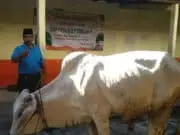 SMPN 9 Purworejo Tanamkan Pendidikan Karakter Pada Siswa di Hari Raya Idul Adha
