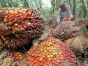 Harga Sawit Masih Terpuruk, Petani Menjerit Harga Pupuk Meroket Tajam