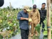 Komunitas Romi Hariyanto Terbentuk di Sungai Bahar Bupati Tanjung Jabung Timur Romi Hariyanto tampak ketika panen raya buah melon di daerahnya beberapa waktu lalu.