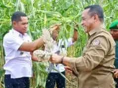 Bupati Manggarai NTT Lakukan Panen Simbolis Sorgum Di SMPN 1 Satar Mese Bupati Manggarai NTT Lakukan Panen Simbolis Sorgum Di SMPN 1 Satar Mese