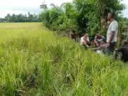 Resah, Gajah Liar Masuk Desa & Obrak Abrik Kebun Warga