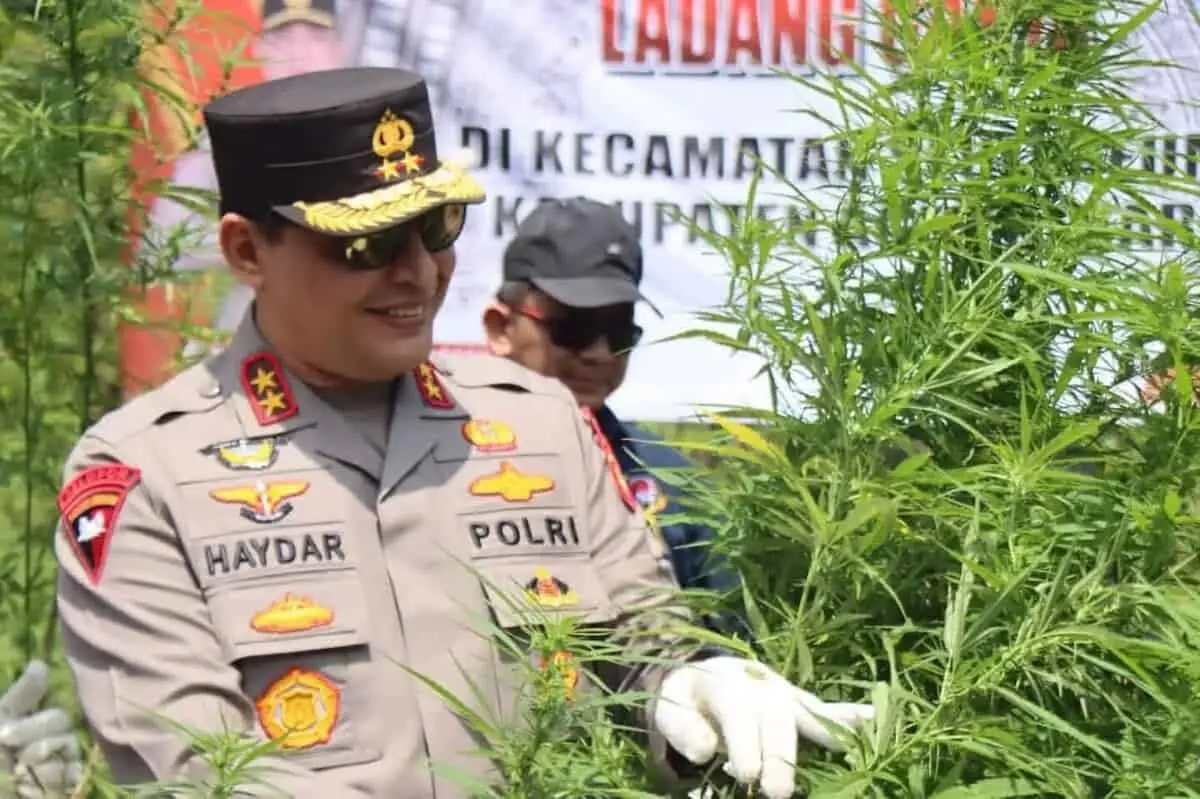 Kapolda Musnahkan Batang Ganja Seluas 43 Hektar Siap Panen Kapolda Musnahkan Batang Ganja Seluas 43 Hektar Siap Panen