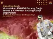 Kapolda Musnahkan Batang Ganja Seluas 43 Hektar Siap Panen