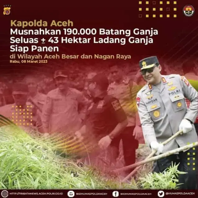 Kapolda Musnahkan Batang Ganja Seluas 43 Hektar Siap Panen Kapolda Musnahkan Batang Ganja Seluas 43 Hektar Siap Panen
