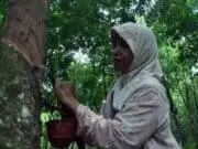 Kadin Jambi Ungkap Anjloknya Harga Karet dan Pinang Permainan Pihak Asing Petani karet Jambi semakin tertekan karena anjloknya harga karet yang cukup rendah ke lavel Rp 5.000/kilogram.