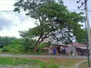 Warga Desa Babah Dua Minta DLHK Nagan Raya Pangkas Pohon di Jalan Lintas Meulaboh – Tapak Tuan