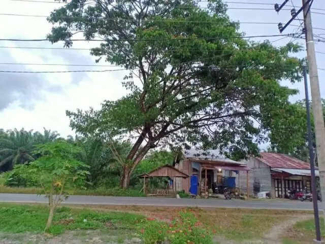 Warga Desa Babah Dua Minta DLHK Nagan Raya Pangkas Pohon di Jalan Lintas Meulaboh - Tapak Tuan