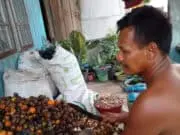 Harga Pinang di Jambi Sampai Sekarang Masih Terpuruk Harga pinang di Jambi terus anjlok, dan kondisi ini pukulan berat petani pinang di Jambi.