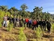 Seluas 8,9 Hektar, Personil Gabungan Korem 012/Teuku Umar berhasil Temukan Ladang Ganja di Nagan Raya
