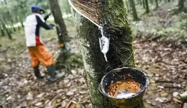 Petani Karet dan Pinang Minta Gubernur Jambi Terpilih Dapat Mendorong Harga Komuditi Unggulan Petani Karet dan Pinang Minta Gubernur Jambi Terpilih Dapat Mendorong Harga Komuditi Unggulan