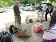 Populasi Kucing Semakin Berkembang, Pemkab Tangerang Sterilisasi Kucing Liar