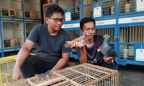 Juarai Kompetisi Merpati Kolong "Senator" dari Kampung Ngeposan, Merpati Bantuan Prasetyo Hadi Anggota DPR RI