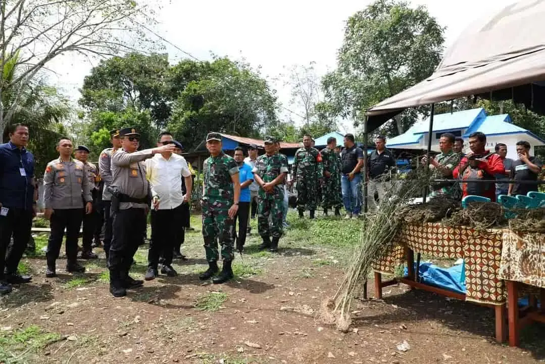 Kapolda dan Pangdam Pimpin Operasi Perburuan Ladang Ganja Terluas di Pulau Sumatera Kapolda dan Pangdam Pimpin Operasi Perburuan Ladang Ganja Terluas di Pulau Sumatera