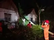 Hujan dan Angin Kecang di Gombong, Akibatkan Pohon Kelapa Tumbang Menimpa Rumah Warga