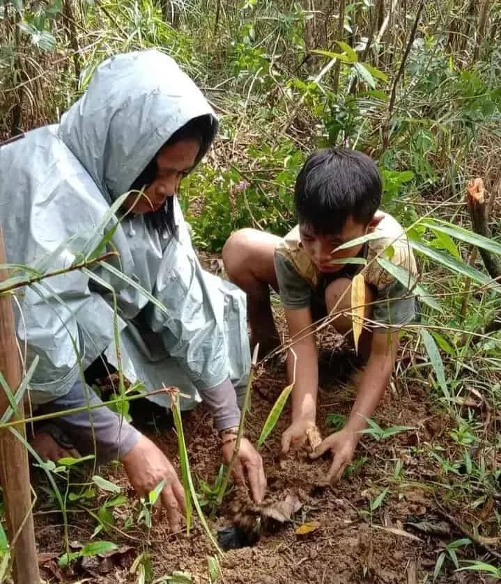 Kompak, SDI Watu Wangka  Manggarai Barat NTT Tanam 250 Anakan Bambu