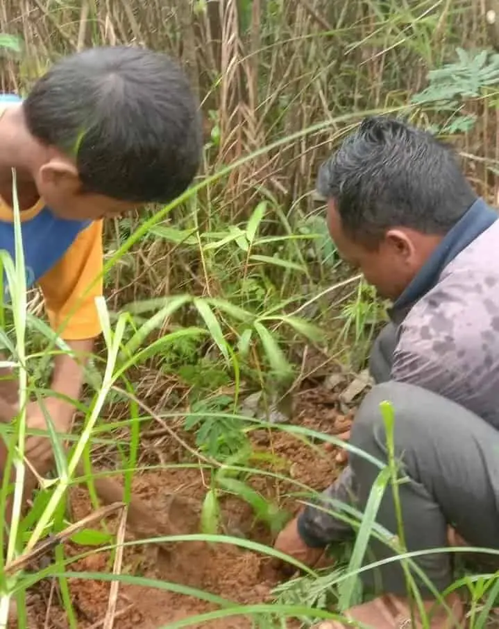 Kompak, SDI Watu Wangka  Manggarai Barat NTT Tanam 250 Anakan Bambu