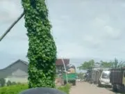 Warga Kampung Bendungan, Keluhkan Bau Tak Sedap Dari Tempat Pengelolaan Limbah Warga Kampung Bendungan, Keluhkan Bau Tak Sedap Dari Tempat Pengelolaan Limbah