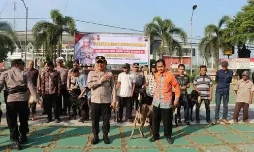 Polres Purworejo Serahkan Bantuan Puluhan Hewan Kurban ke Beberapa Masjid dan Panti Asuhan Polres Purworejo Serahkan Bantuan Puluhan Hewan Kurban ke Beberapa Masjid dan Panti Asuhan