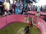 Riuhnya Menyaksikan Hobi Laki-laki Ngabar Jago di Pasar Manuk Madiun Riuhnya Menyaksikan Hobi Laki-laki Ngabar Jago di Pasar Manuk Madiun