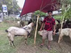 Banting Setir Bakul Wedus Idul Adha, Dulu Wartawan Media Online di Madiun Banting Setir Bakul Wedus Idul Adha, Dulu Wartawan Media Online di Madiun